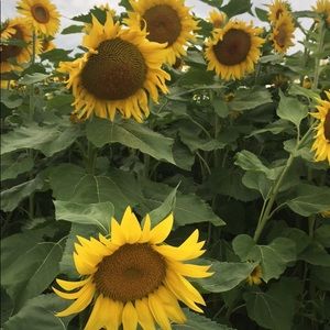 Meet your Posher, Mariam